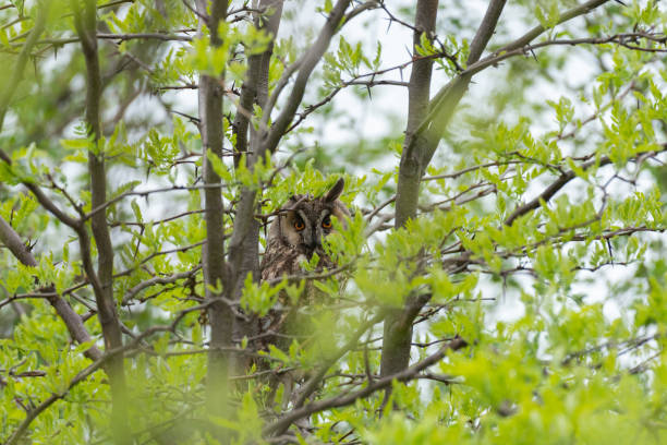 hibou aux longues oreilles asio otus, dans la nature - red owl screech owl animal photos et images de collection