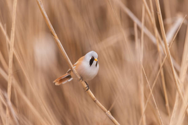 istock Beraded tit, male - reedling panurus biarmicus, in the wild 1316111441