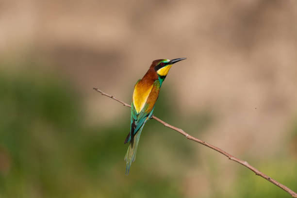 istock European bee eater Merops apiaster sitting on a branch 1316111459