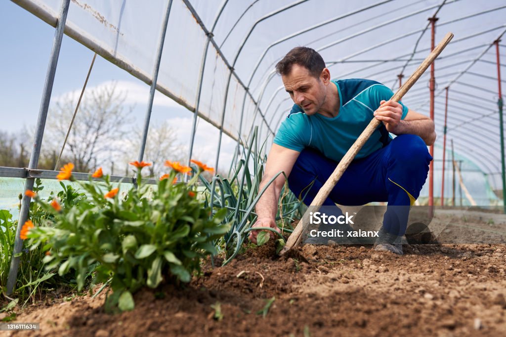 Weeding Onions Farmer Weeding The Spring Onions Stock Photo - Download Image Now - 45 ...