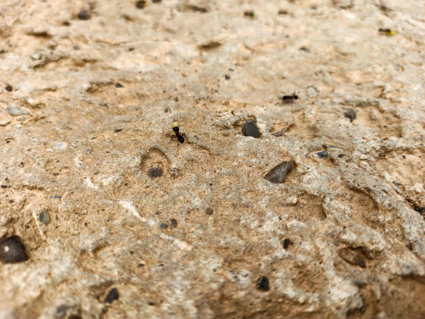 istock close-up of an ant on a textured sand-colored stone wall background 1316113529