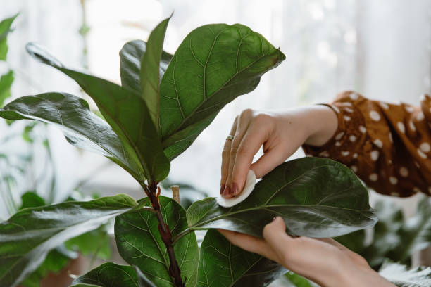 Woman wiping dust off green leaves of ficus lyrata at home Woman hand wiping dust off green leaves of fiddle leaf fig, ficus lyrata. Woman cleaning indoor plants, taking care of houseplants indian rubber houseplant stock pictures, royalty-free photos & images