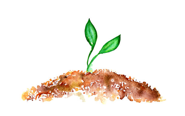 illustrations, cliparts, dessins animés et icônes de concept végétal d’illustration d’aquarelle de jeune pousse - bush isolated plant white background