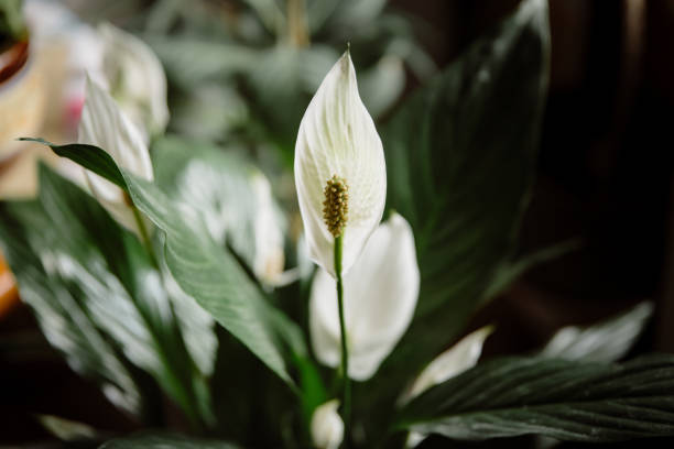 Spathiphyllum, spath or peace lily with white flowers growing. Blooming houseplant Spathiphyllum, spath or peace lily with white flowers growing at home in pot. Concept of air puryfying house plants and indoor plants care peace lily photos stock pictures, royalty-free photos & images