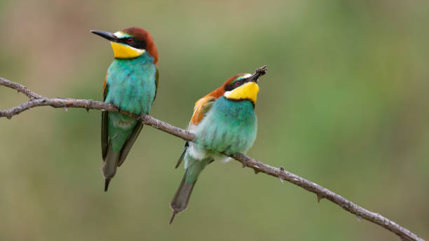 istock Two European bee eater Merops apiaster sitting on a branch with bee in their beak 1316114375