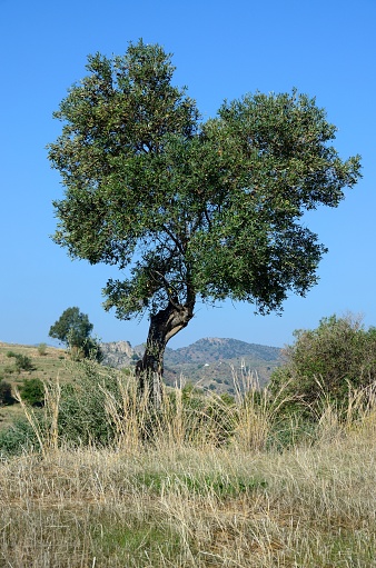 Carob tree in the Montes de Malaga, Andalusia, Spain