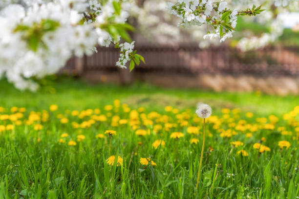 istock Green spring blossoming flowers 1316114618