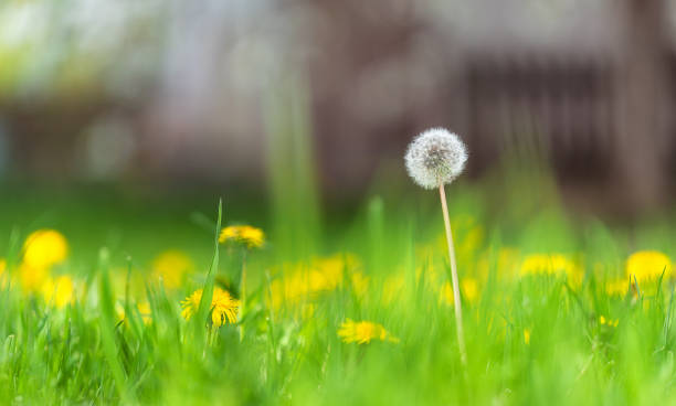 istock Green spring blossoming flowers 1316114651