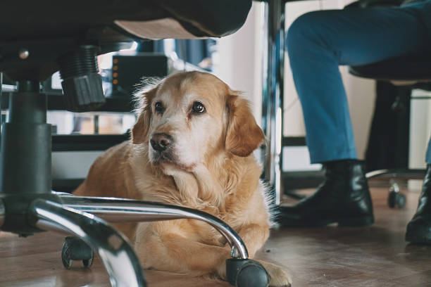 istock Dog in the office 1316115688