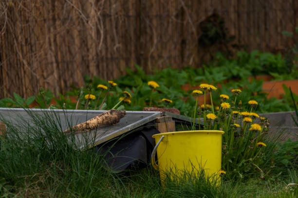 Dandelion flower on spring green garden with grass and fruit trees