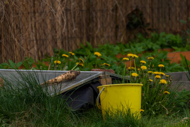 kwiat mniszka lekarskiego na wiosennym zielonym ogrodzie z trawą i drzewami owocowymi - common blackbird zdjęcia i obrazy z banku zdjęć