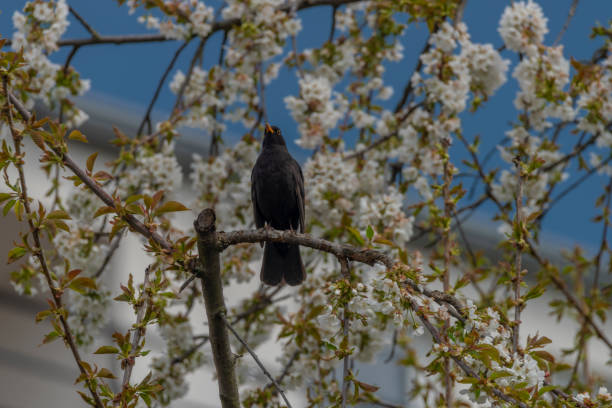 istock Blackbird singing on cherry tree branch with white bloom 1316116506