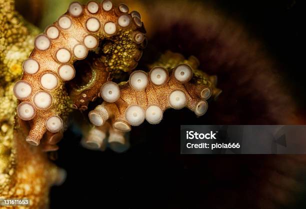 Octopus Tentacular Suckers Stock Photo - Download Image Now - Animal, Animal Body Part, Animal Eye