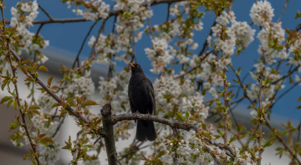istock Blackbird singing on cherry tree branch with white bloom 1316117014