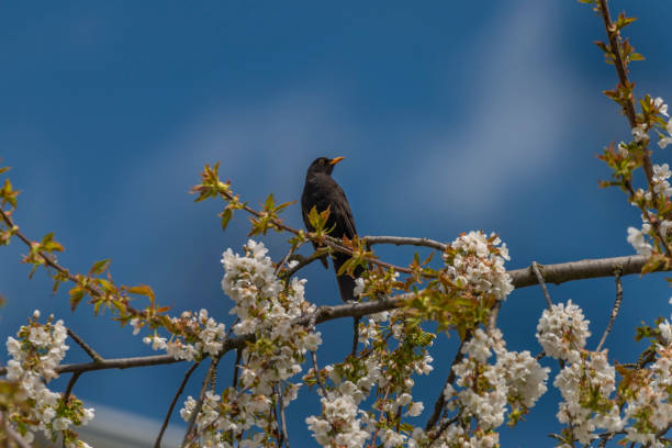 istock Blackbird singing on cherry tree branch with white bloom 1316117080