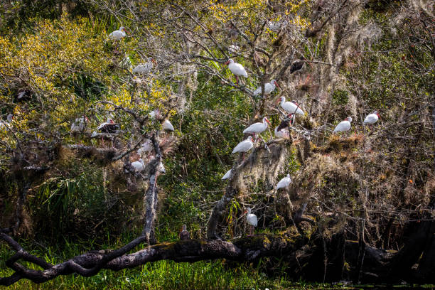 istock Many american Juvenile White Ibis on a tree 1316117307