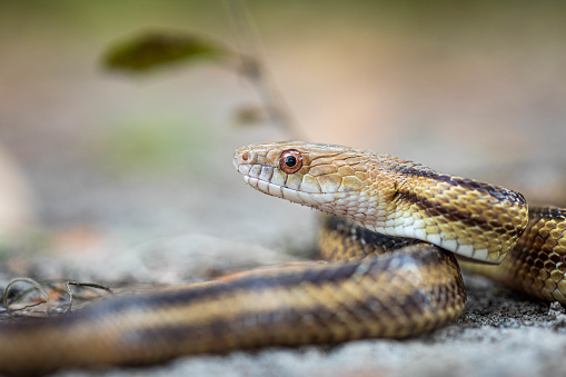 Isolated close up portrait of eastern yellow ratsnake on the ground