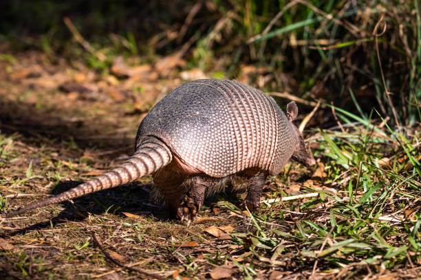 istock Cute armadillo animal walking in the forest 1316117362