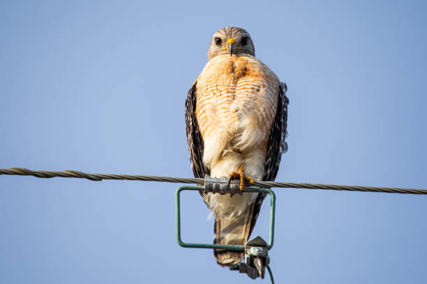 istock Red-shouldered hawk portrait close up sitting outside 1316117405