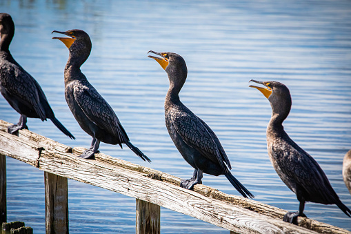 Group of cormorant aquatic birds sitting on bench on the sun
