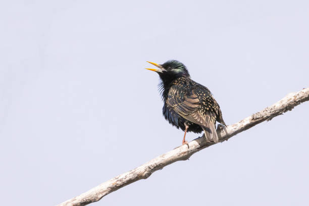Common starling singing while perched on a tree branch early morning stock photo