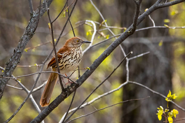 istock Small brown thrasher bird perched on a tree on a spring morning 1316117489