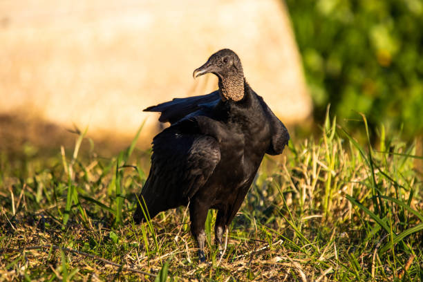 Close up portrait of black american vulture at sunlight Close up portrait of black american vulture at sunlight alone eurasian black vulture stock pictures, royalty-free photos & images