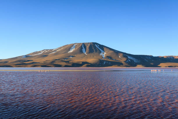 istock Laguna Colorada view, Bolivia 1316117792
