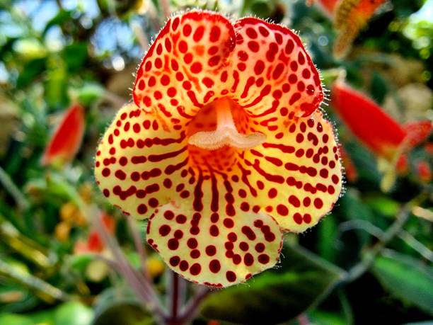 istock Kohleria amabilis 1316117992