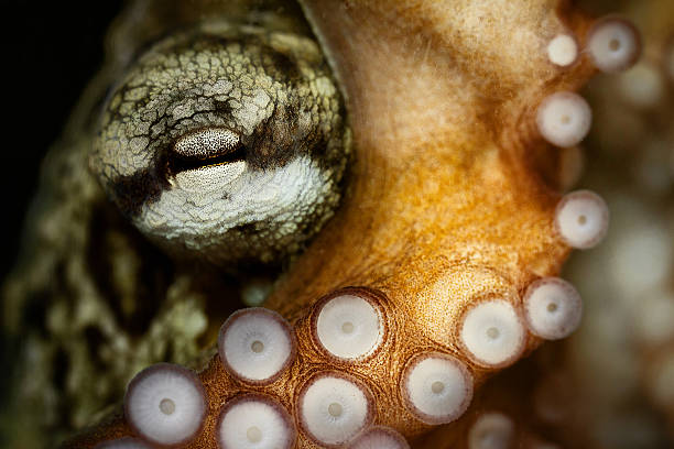 polvo e tentacular suckers - tentacular imagens e fotografias de stock