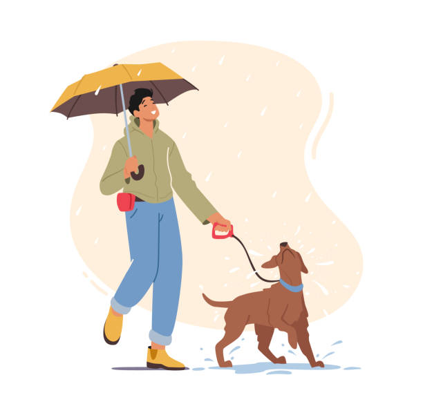 illustrations, cliparts, dessins animés et icônes de jeune homme marchant avec le crabot espiègle au temps pluvieux, caractère masculin avec la promenade de parapluie avec l’animal familier au matin, récréation - cartoon umbrella dog care