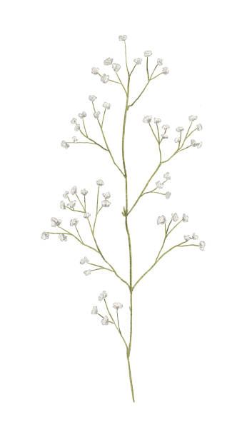 Watercolor meadow dried retro green twig with white flowers Floral vintage meadow dried retro green twig isolated on white background. Watercolor hand drawn illustration sketch gypsophila stock illustrations