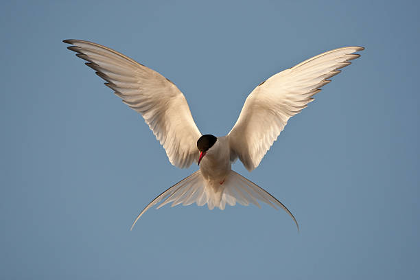 북극제비갈매기 - tern bird arctic tern nature 뉴스 사진 이미지