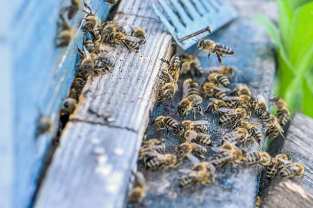 Honeybees flying around beehive - close up