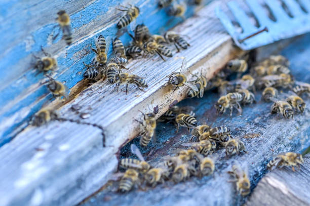 istock Honeybees flying around beehive - close up 1316120813