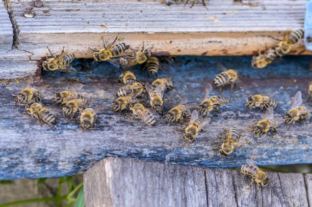 istock Honeybees flying around beehive - close up 1316120838