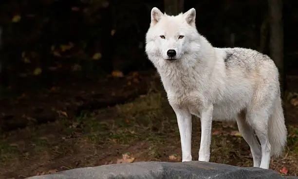 An arctic wolf is looking at the camera.