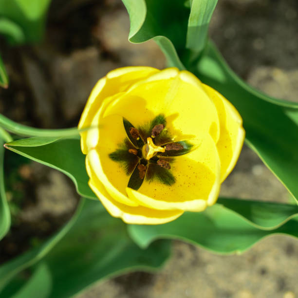 istock One yellow tulip in full bloom in early May, top view. 1316122148