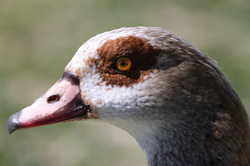 goose closeup and head at Rhine river Mainz Germany