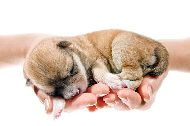 istock Newborn puppy being held by a set of hands 131612352