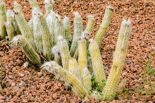 several cactus plants Oreocereus celsianus from the desert of Bolivia, Chille and Peru without flowers in autumn. Planted in the botanical garden on stony ground