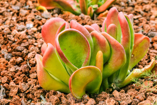 크라술라세 칼란체오, 루시아, 호르티콜라 오리진 - perennial houseplant kalanchoe succulent plant 뉴스 사진 이미지