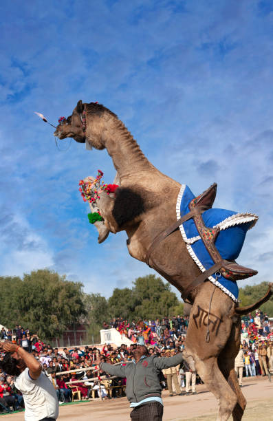 인도 라자스탄에서 낙타 축제 기간 동안 드로메다리 낙타 춤 - pushkar camel fair 뉴스 사진 이미지