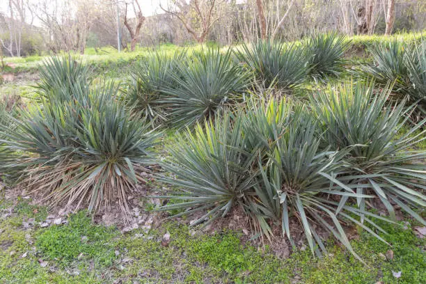 Yucca filamentosa plants in the garden - Concept how to grow.