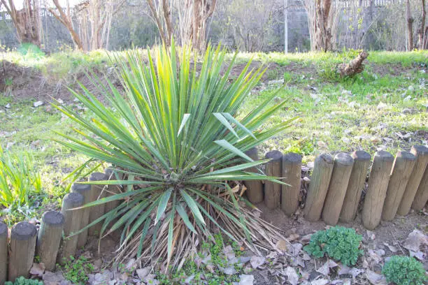 Yucca filamentosa with new growths in the spring.