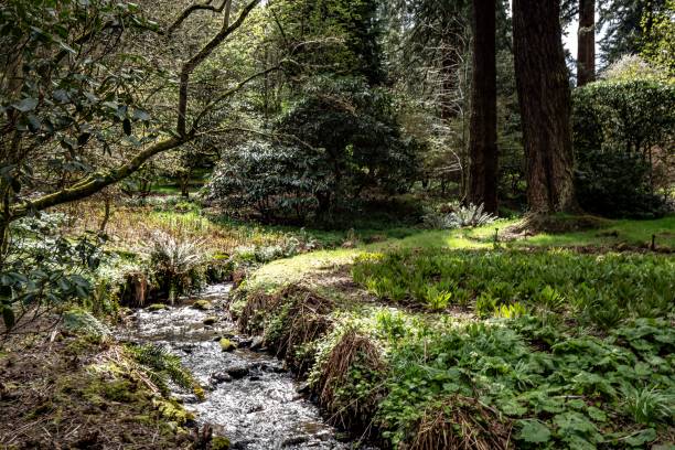 istock Stream In Scottish Public Woodlands. 1316125927