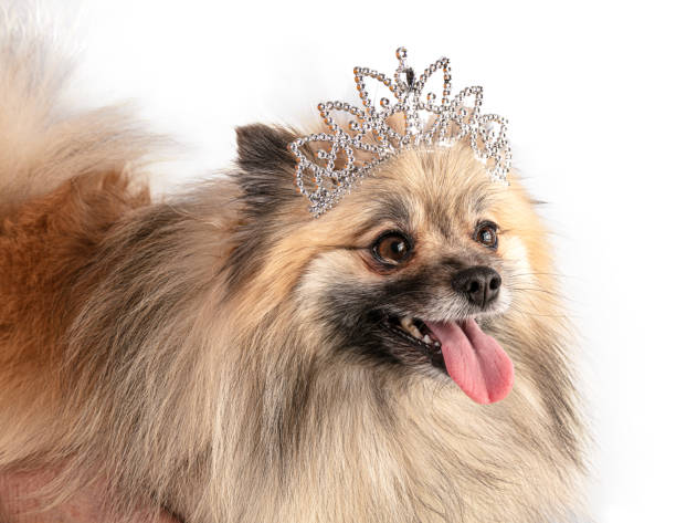 istock Brown Pomeranian Sheepdog with a princess crown 1316126575