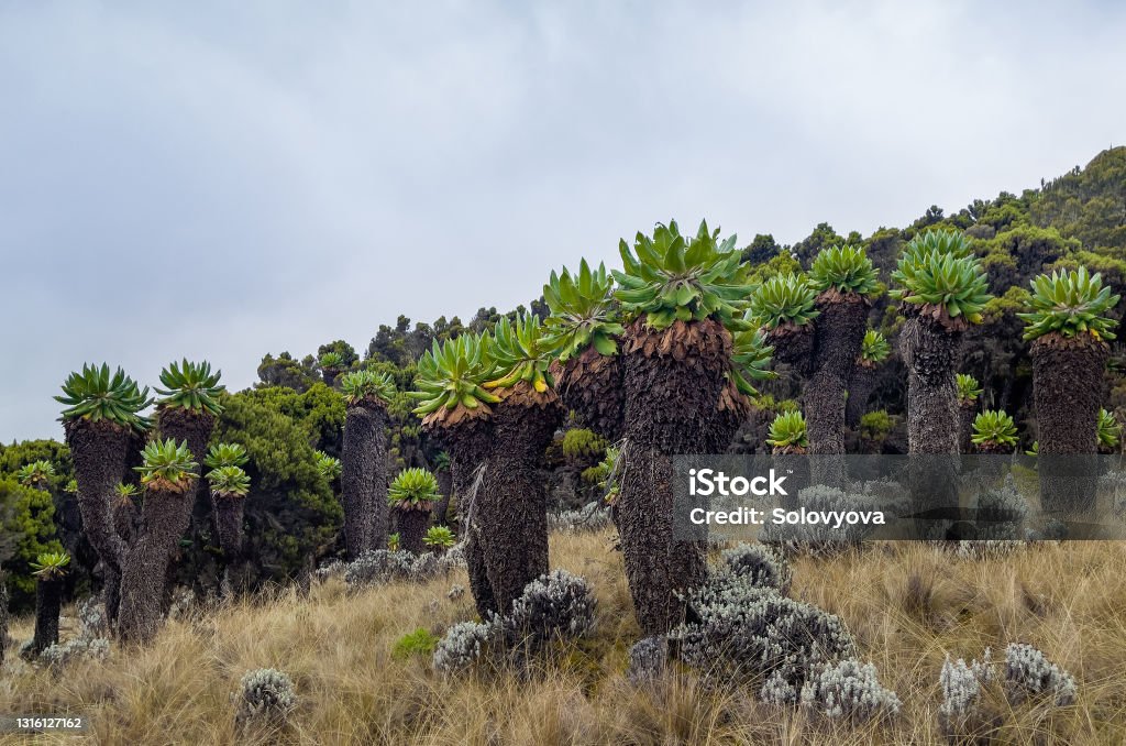 Dendrosenecio kilimanjari - high altitude Moorland zones unique plant. It is a giant groundsel found on Mount Kilimanjaro in Africa, Tanzania. Barranco Camp cca 3900m altitude. Mt Kilimanjaro Stock Photo
