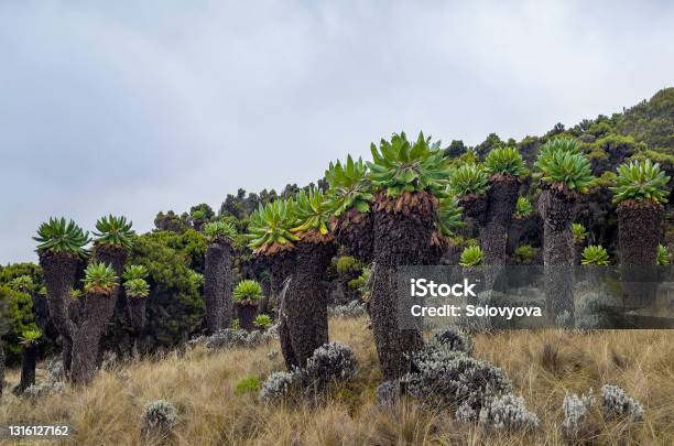Dendrosenecio Kilimanjari High Altitude Moorland Zones Unique Plant It Is A Giant Groundsel Found On Mount Kilimanjaro In Africa Tanzania Barranco Camp Cca 3900m Altitude Stock Photo - Download Image Now