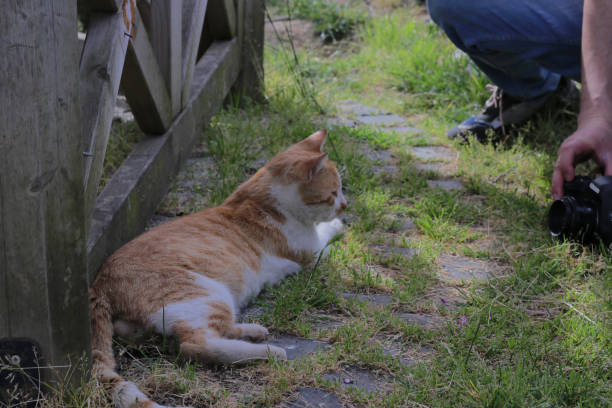 istock Yellow spotted cat posing for photographer 1316127639